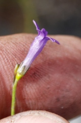 Siphocodon spartioides