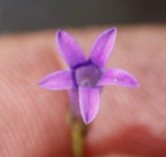 Siphocodon spartioides