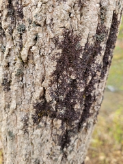Frullania eboracensis