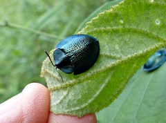 Cyrtonota