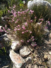 Erica eugenea