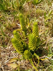 Pterygodium bicolorum