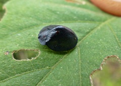 Cyrtonota