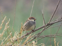 Passer hispaniolensis