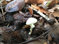 Hemimycena lactea