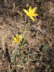 Moraea lewisiae