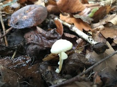 Hemimycena lactea