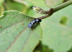 Cephalotes