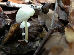 Hemimycena lactea