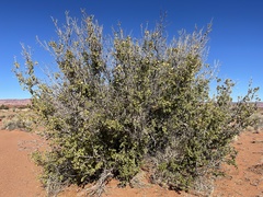 Fraxinus anomala