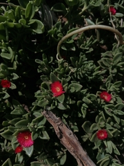 Mesembryanthemum cordifolium