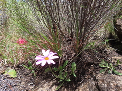 Dimorphotheca jucunda