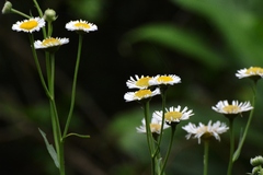 Erigeron quercifolius