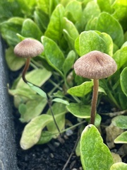 Panaeolus subbalteatus