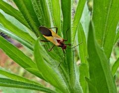 Hypselonotus interruptus