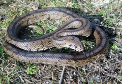 Zamenis scalaris