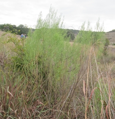 Baccharis neglecta