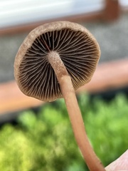Panaeolus subbalteatus