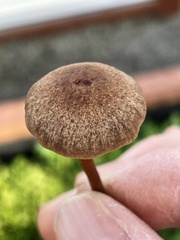 Panaeolus subbalteatus