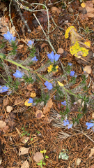 Echium vulgare