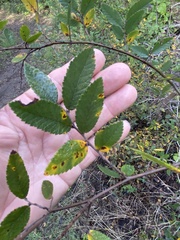 Ulmus crassifolia