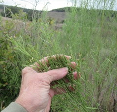 Baccharis neglecta