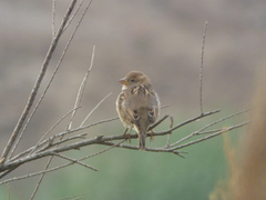 Passer hispaniolensis