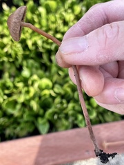 Panaeolus subbalteatus