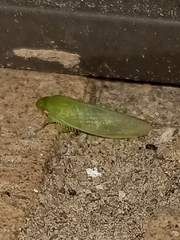 Gyponana