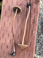 Panaeolus subbalteatus