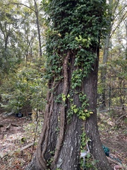 Hedera helix