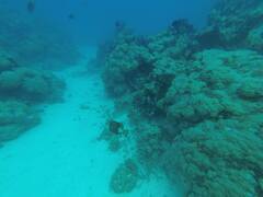 Balistoides viridescens