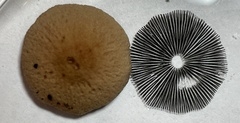 Panaeolus subbalteatus