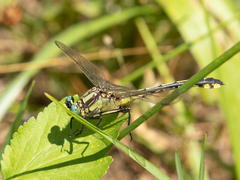 Gomphurus fraternus