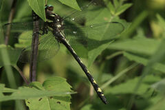 Cordulegaster obliqua