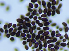 Panaeolus subbalteatus