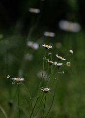 Erigeron quercifolius