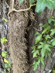Hedera helix