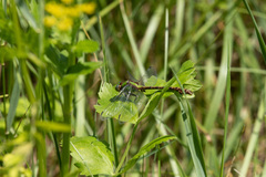 Ophiogomphus rupinsulensis