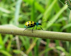 Diabrotica limitata