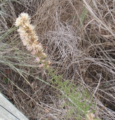 Liatris punctata