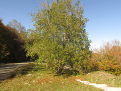 Alnus cordata