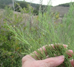 Baccharis neglecta