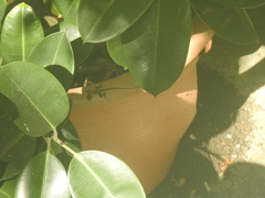 Anolis sagrei