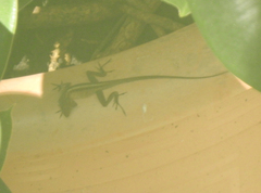Anolis sagrei
