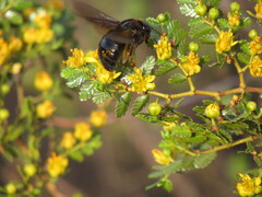 Xylocopa