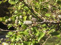 Alnus cordata