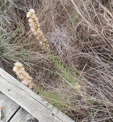 Liatris punctata