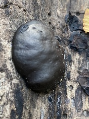 Daldinia childiae