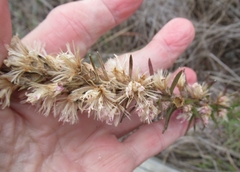 Liatris punctata